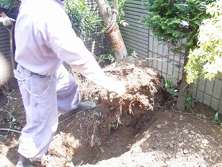 お庭（ガーデン）庭園のコンクリート工事　ユニックで抜根（埼玉県久喜市）