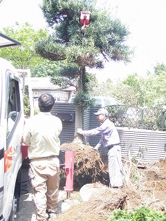 お庭（ガーデン）庭園のコンクリート工事　ユニックで木の撤去（埼玉県久喜市）